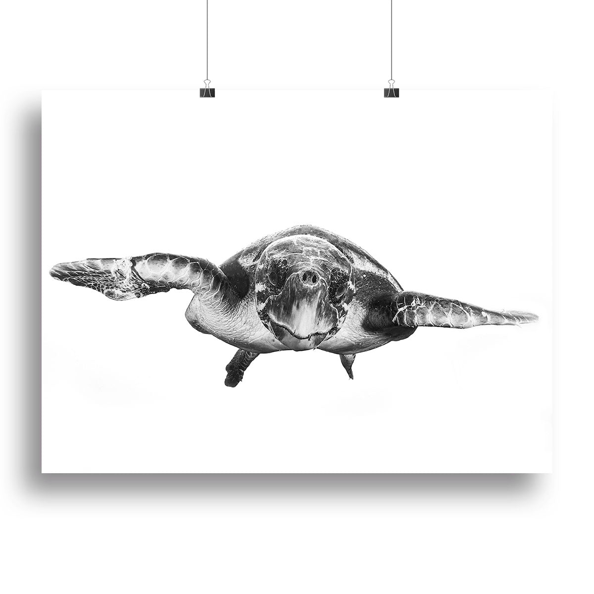 White And Turtle Canvas Print or Poster - Canvas Art Rocks - 2