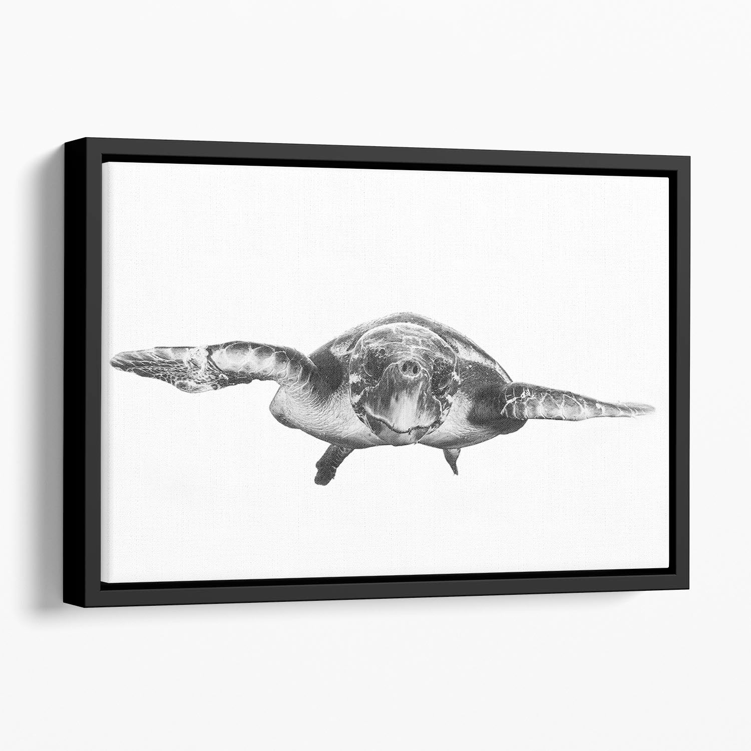 White And Turtle Floating Framed Canvas - Canvas Art Rocks - 1
