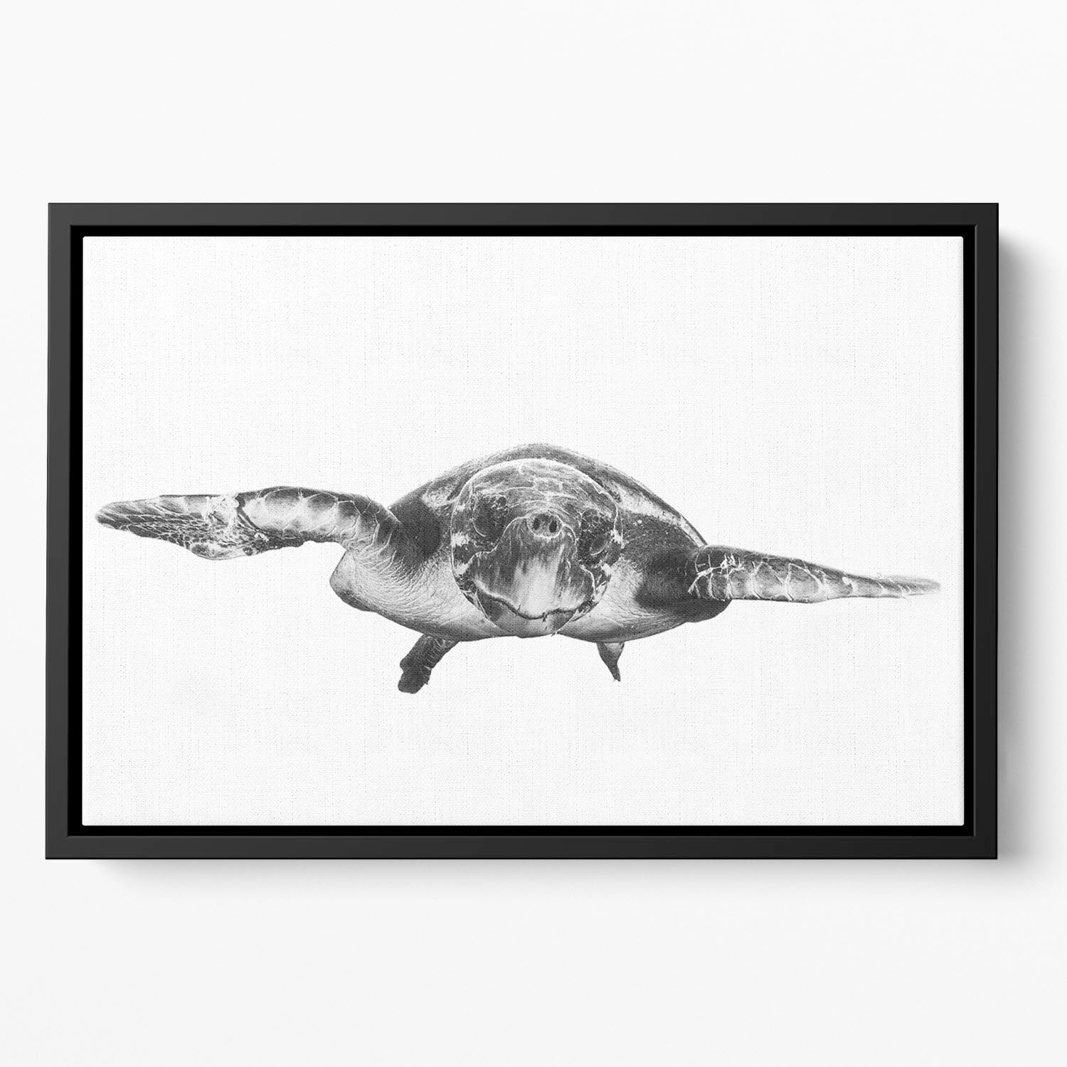 White And Turtle Floating Framed Canvas - Canvas Art Rocks - 2