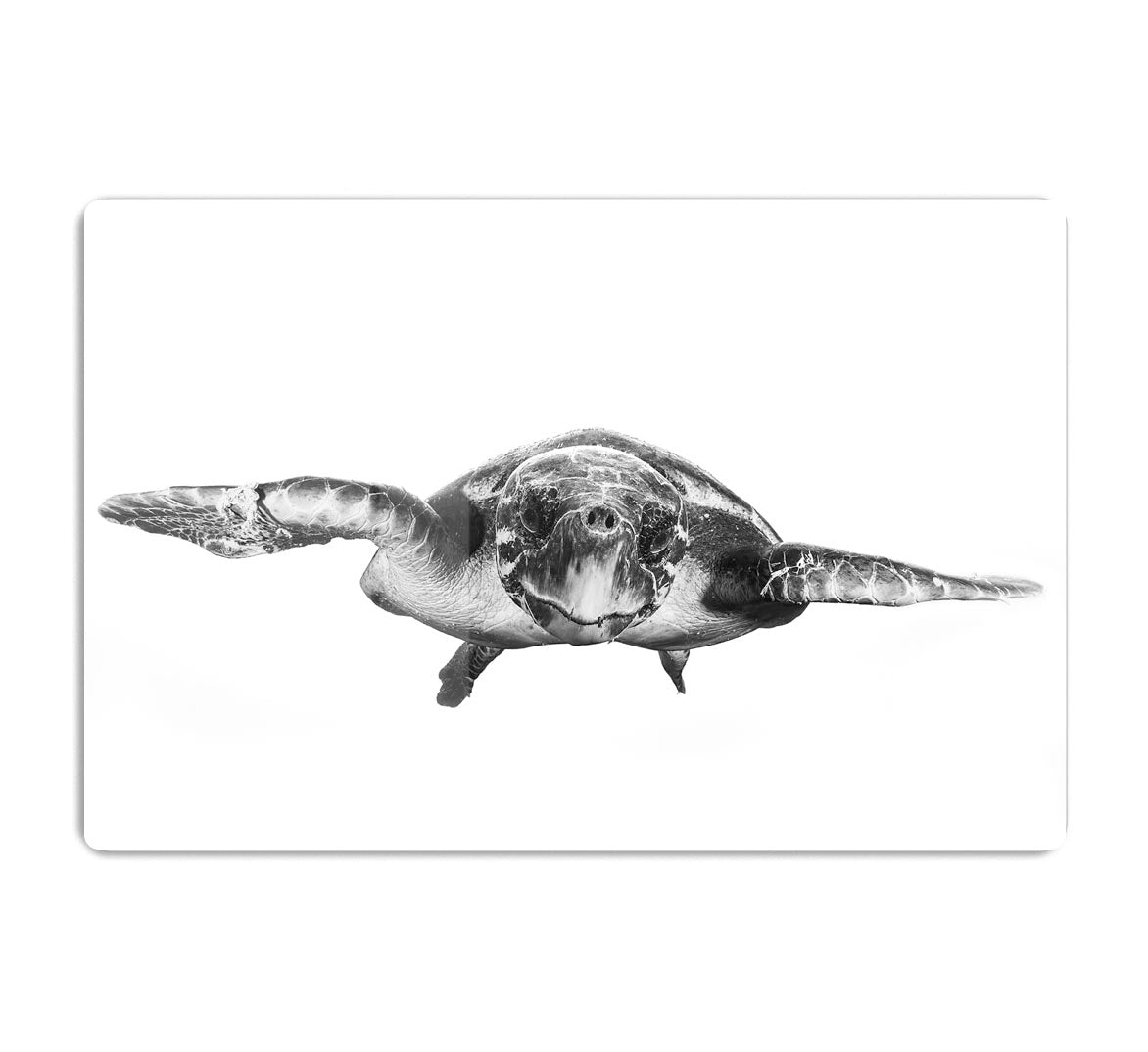White And Turtle HD Metal Print - Canvas Art Rocks - 1