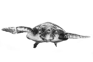 White And Turtle Wall Mural Wallpaper - Canvas Art Rocks - 1