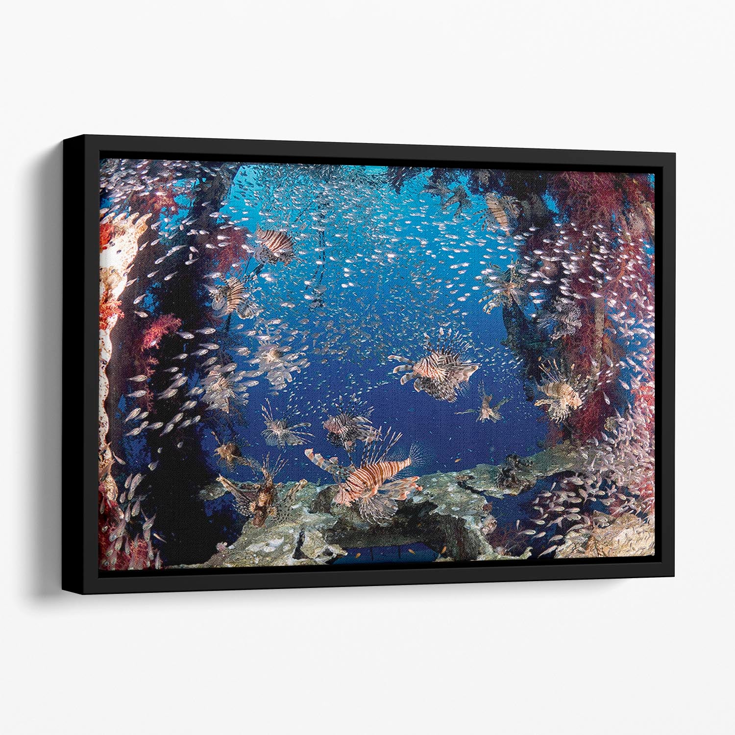 Lionfish Party Floating Framed Canvas - Canvas Art Rocks - 1