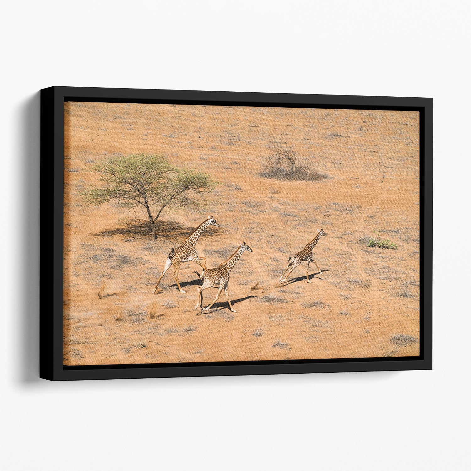 Giraffe Family Paradise Floating Framed Canvas - Canvas Art Rocks - 1