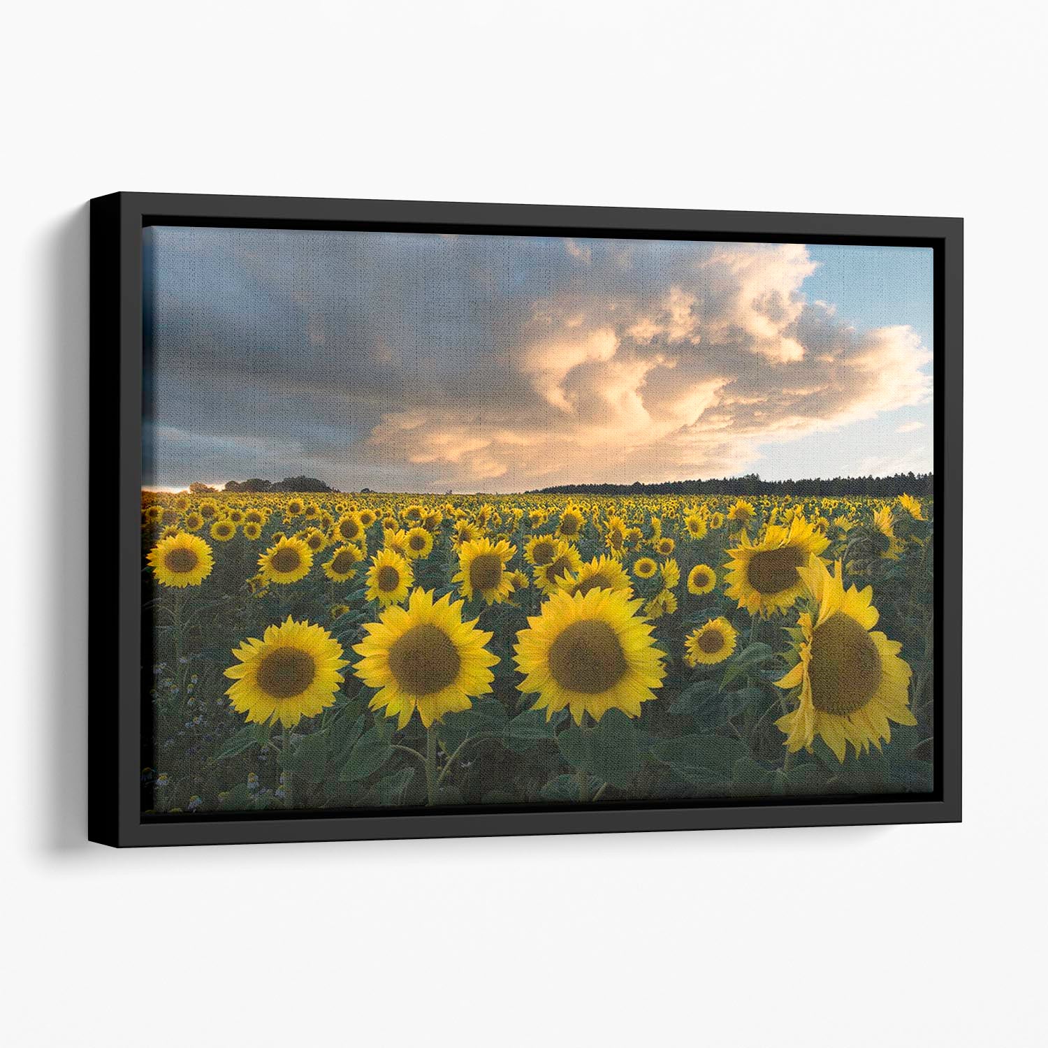 Sunflowers In Sweden Floating Framed Canvas - Canvas Art Rocks - 1