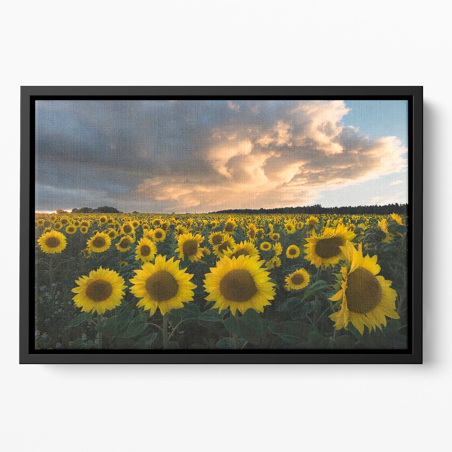 Sunflowers In Sweden Floating Framed Canvas - Canvas Art Rocks - 2