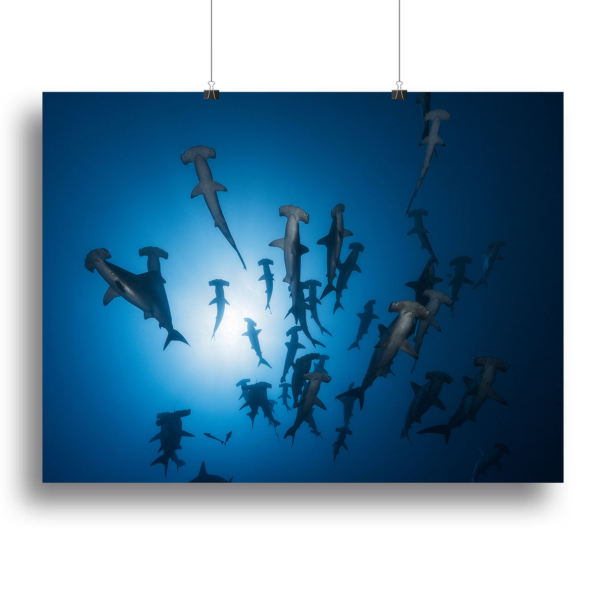 Hammerhead Shark 2 Canvas Print or Poster - Canvas Art Rocks - 2
