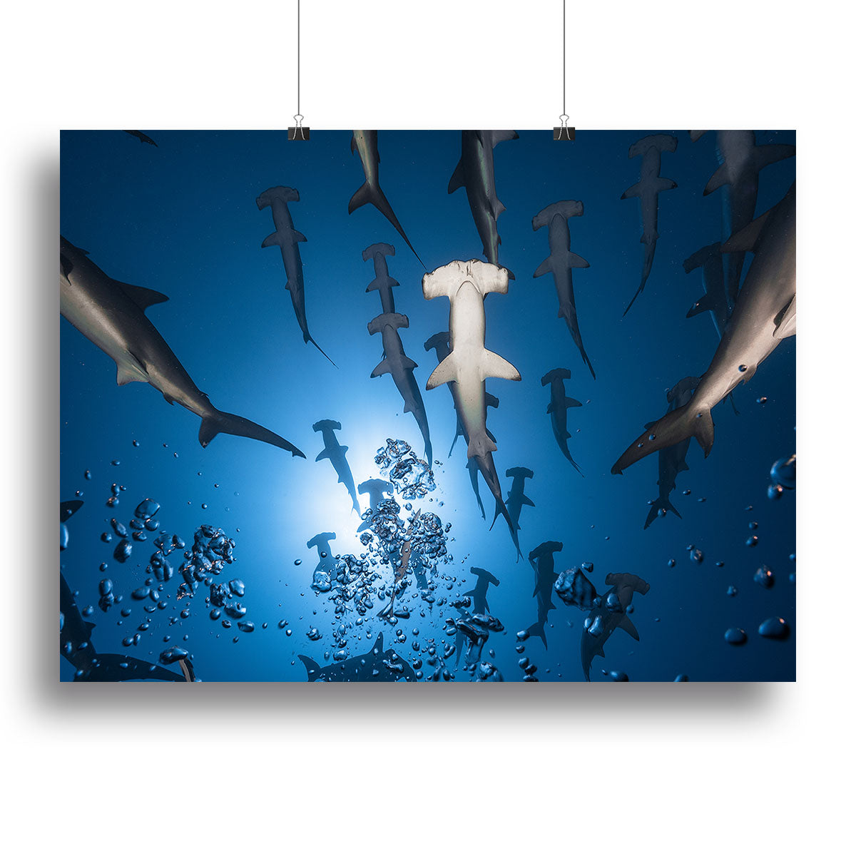 Hammerhead Shark Canvas Print or Poster - Canvas Art Rocks - 2