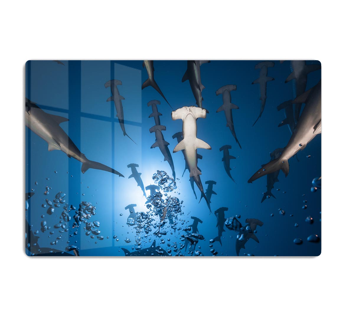 Hammerhead Shark HD Metal Print - Canvas Art Rocks - 1