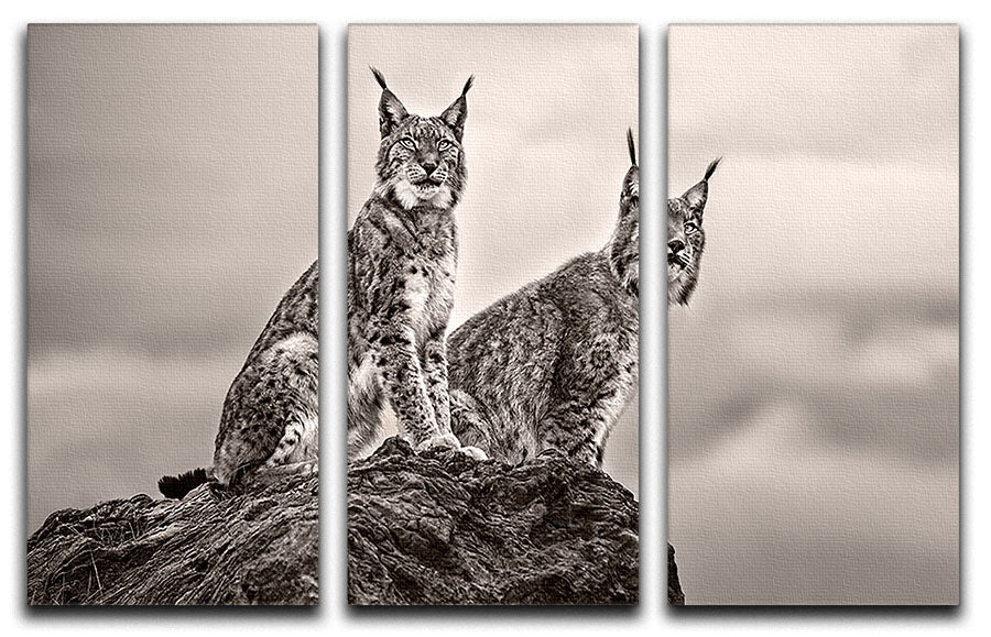 Two Lynx on rock 3 Split Panel Canvas Print - Canvas Art Rocks - 1