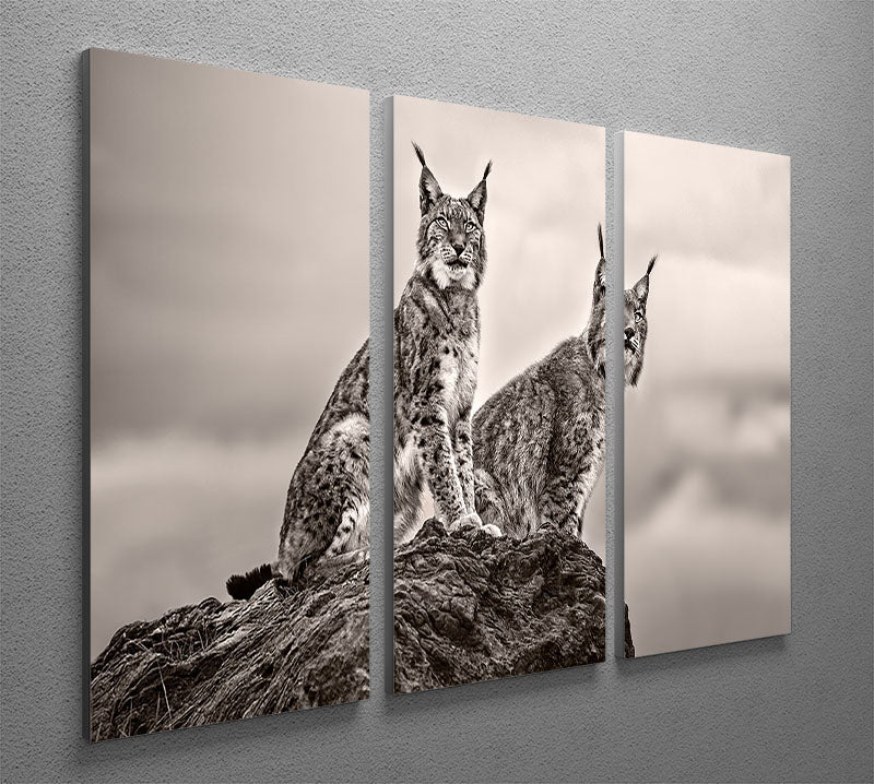 Two Lynx on rock 3 Split Panel Canvas Print - Canvas Art Rocks - 2