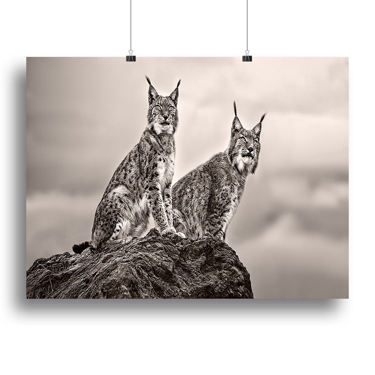 Two Lynx on rock Canvas Print or Poster - Canvas Art Rocks - 2