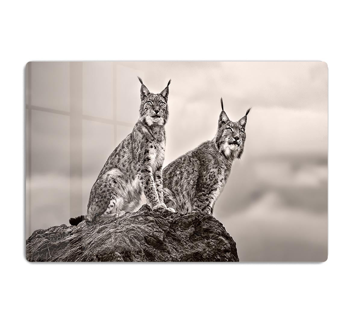 Two Lynx on rock HD Metal Print - Canvas Art Rocks - 1