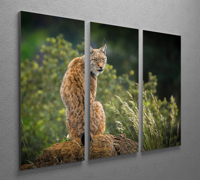 Lynx 3 Split Panel Canvas Print - Canvas Art Rocks - 2