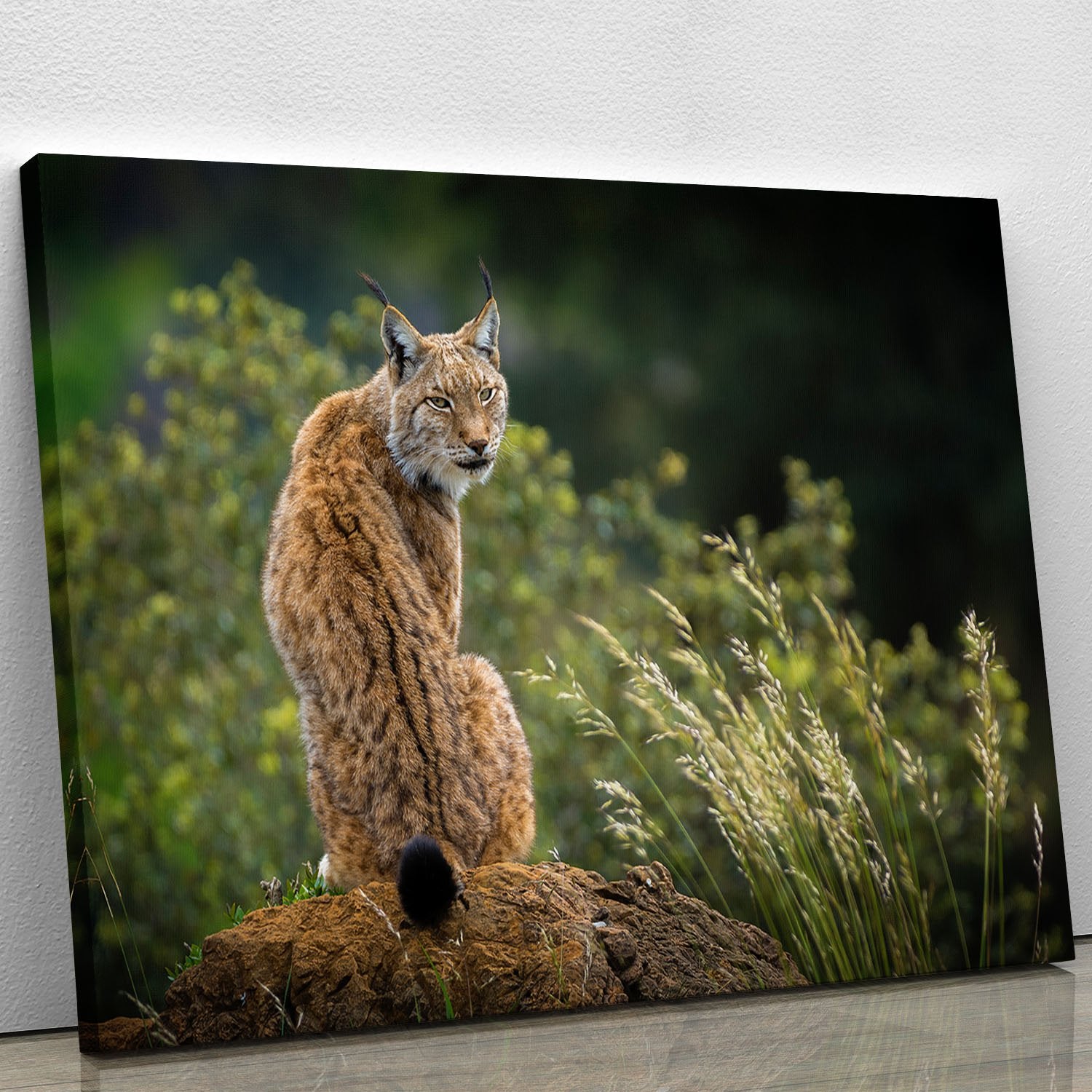 Lynx Canvas Print or Poster - Canvas Art Rocks - 1