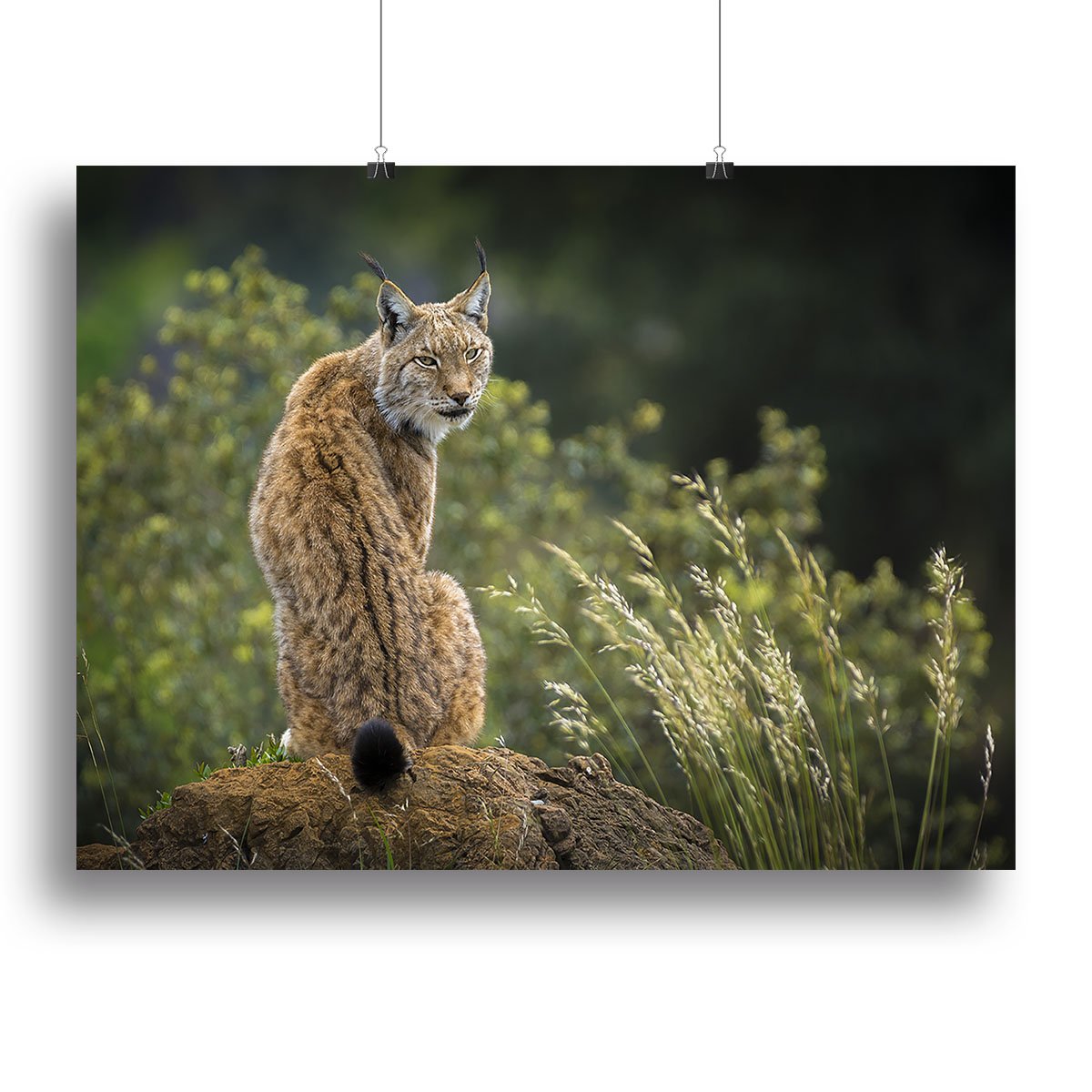 Lynx Canvas Print or Poster - Canvas Art Rocks - 2