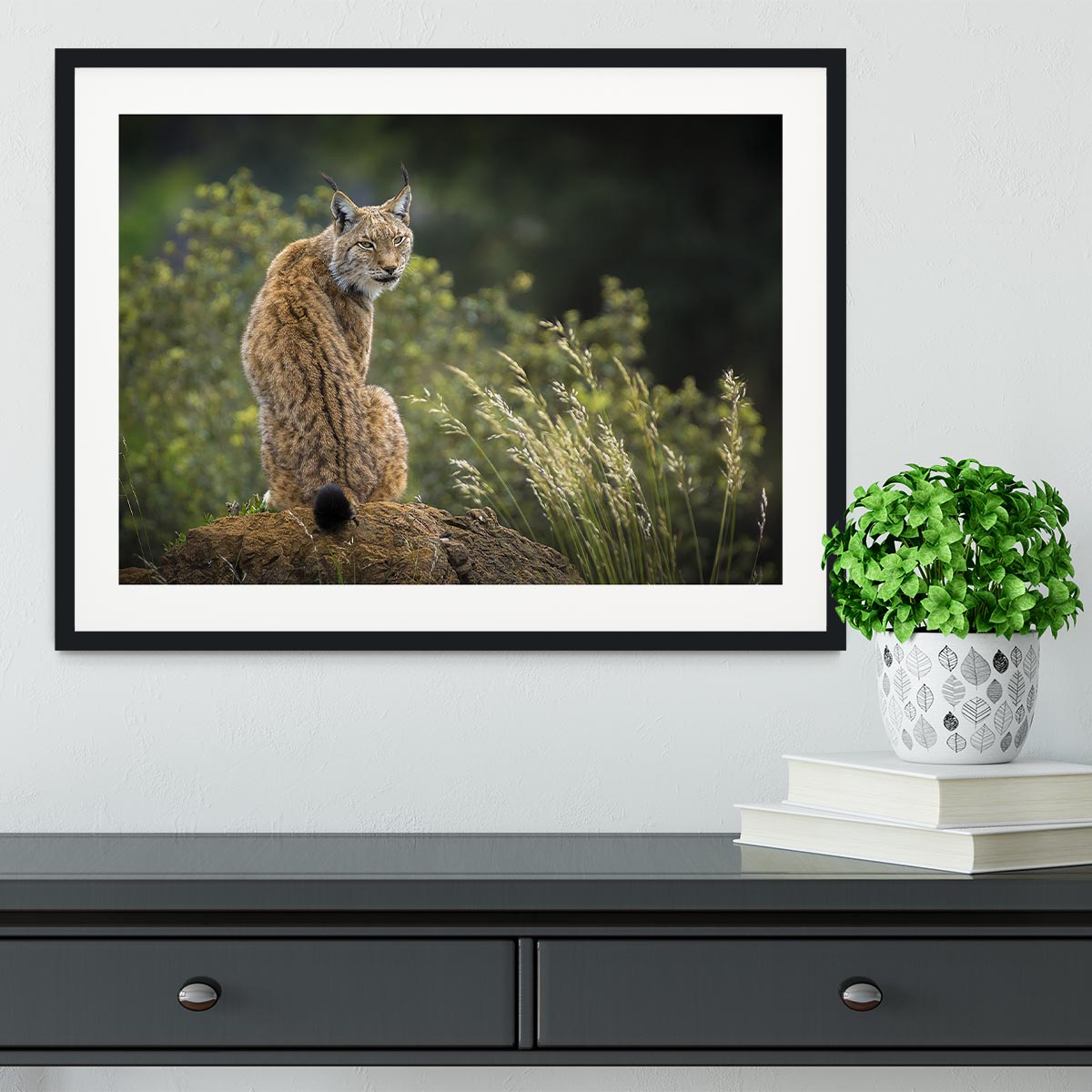 Lynx Framed Print - Canvas Art Rocks - 1