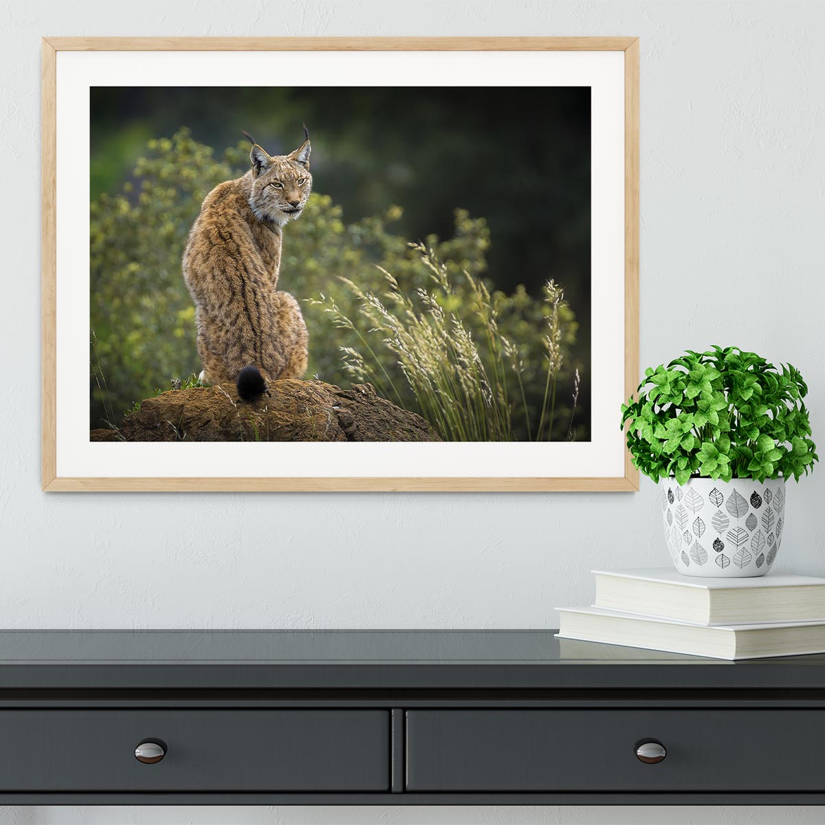 Lynx Framed Print - Canvas Art Rocks - 3