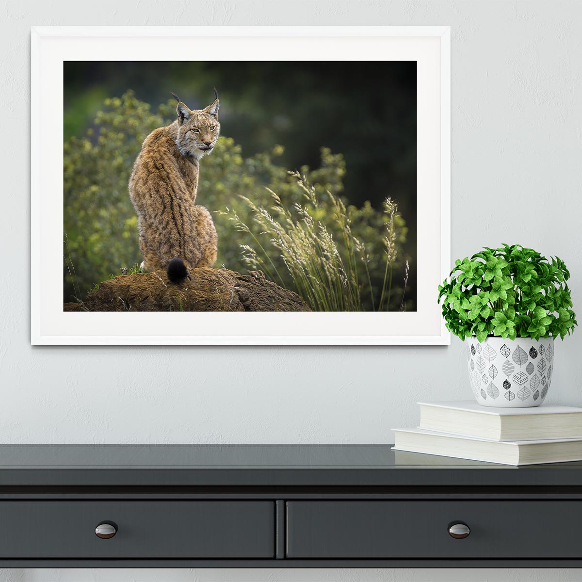 Lynx Framed Print - Canvas Art Rocks - 5
