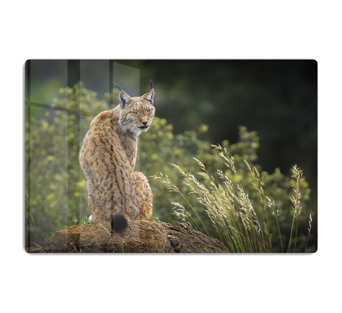 Lynx HD Metal Print - Canvas Art Rocks - 1