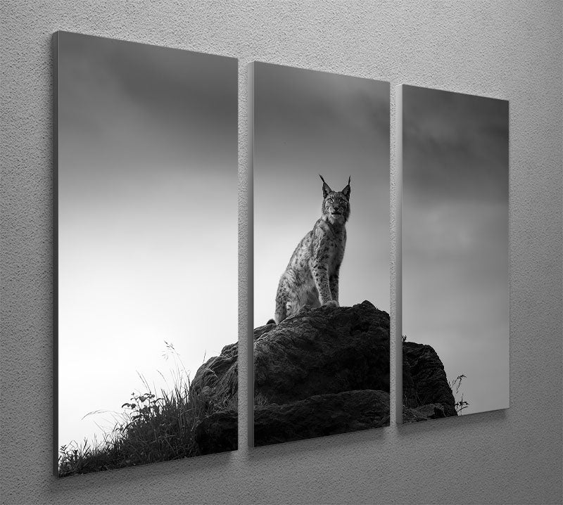 Lynx drama 3 Split Panel Canvas Print - Canvas Art Rocks - 2