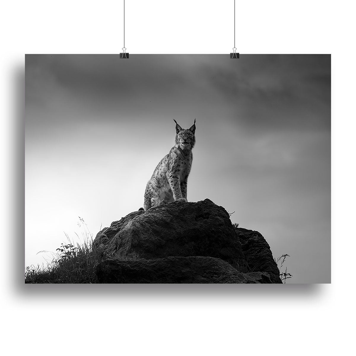 Lynx drama Canvas Print or Poster - Canvas Art Rocks - 2