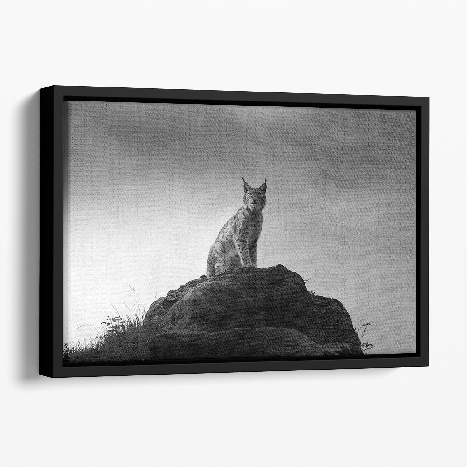Lynx drama Floating Framed Canvas - Canvas Art Rocks - 1