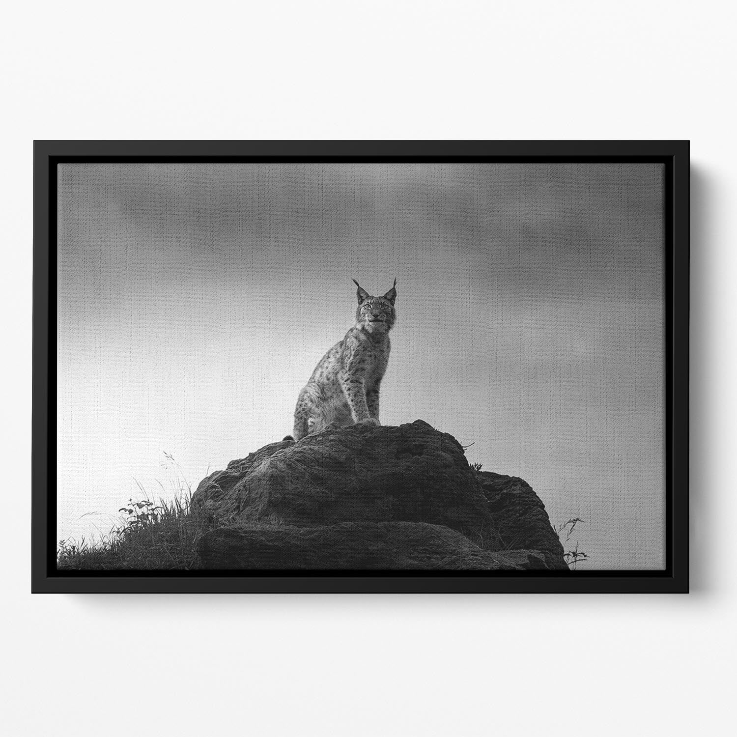 Lynx drama Floating Framed Canvas - Canvas Art Rocks - 2