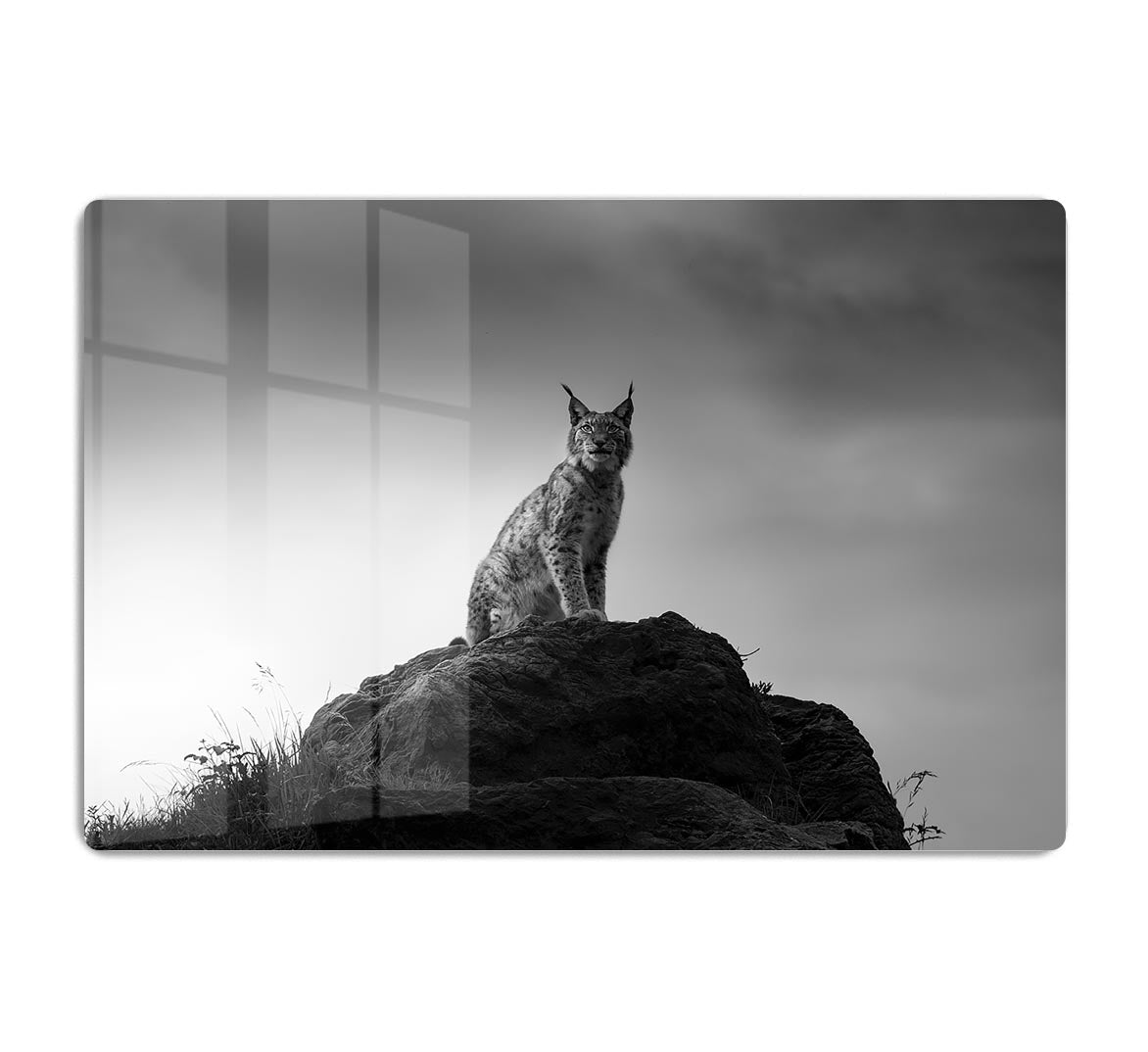 Lynx drama HD Metal Print - Canvas Art Rocks - 1