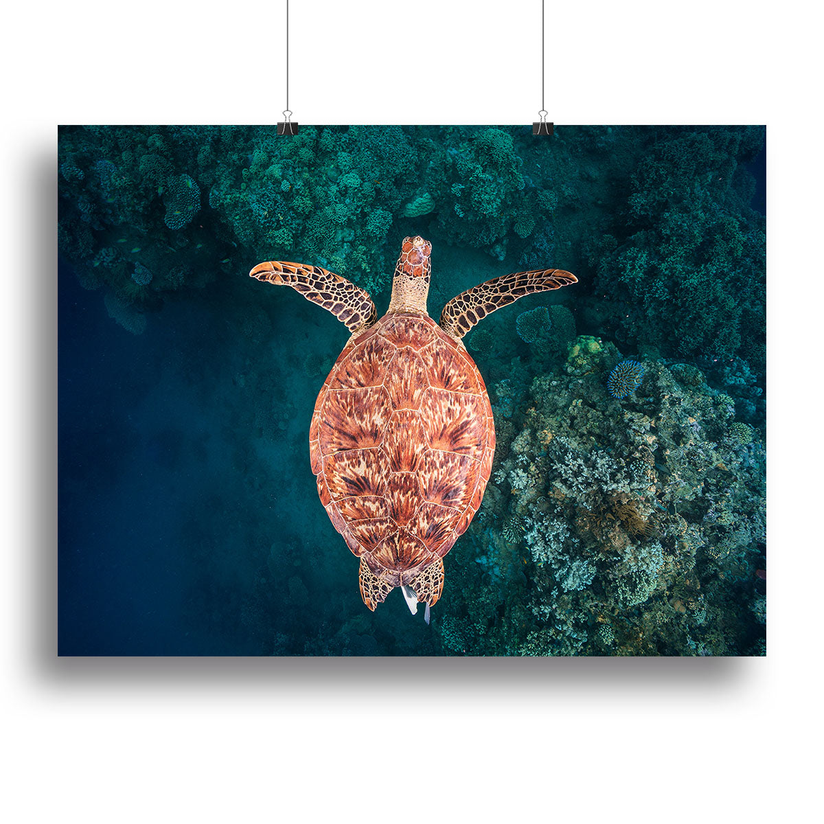 Flying Over The Reef Canvas Print or Poster - Canvas Art Rocks - 2