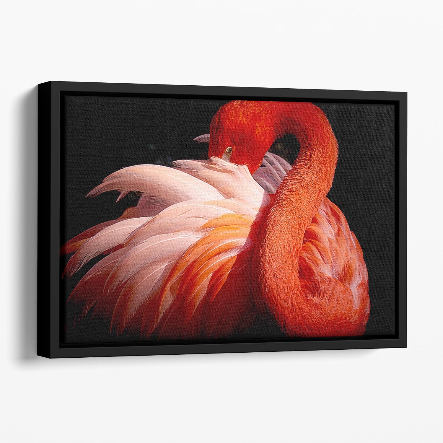 flamingo Close Up Floating Framed Canvas - Canvas Art Rocks - 1