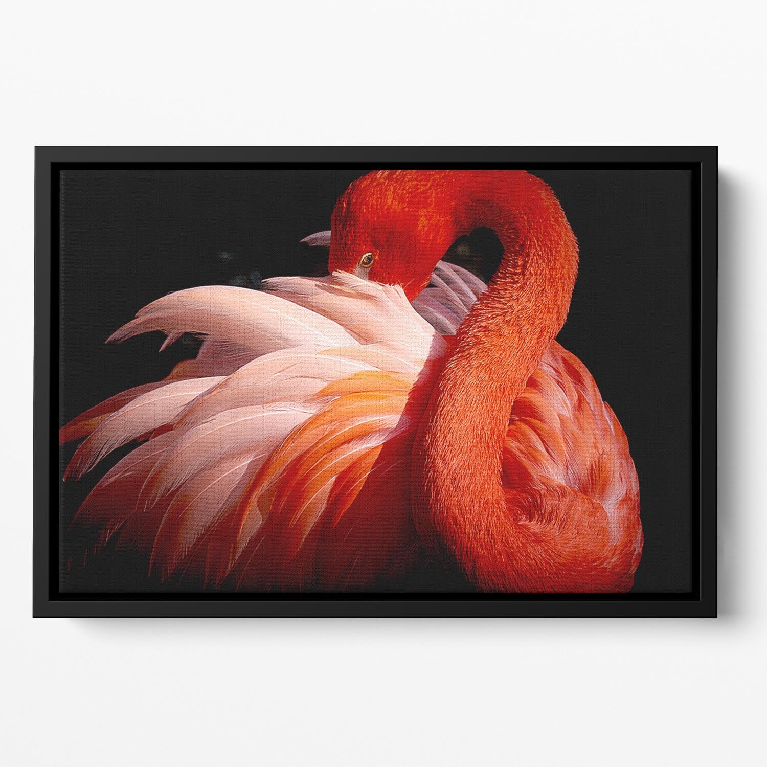 flamingo Close Up Floating Framed Canvas - Canvas Art Rocks - 2