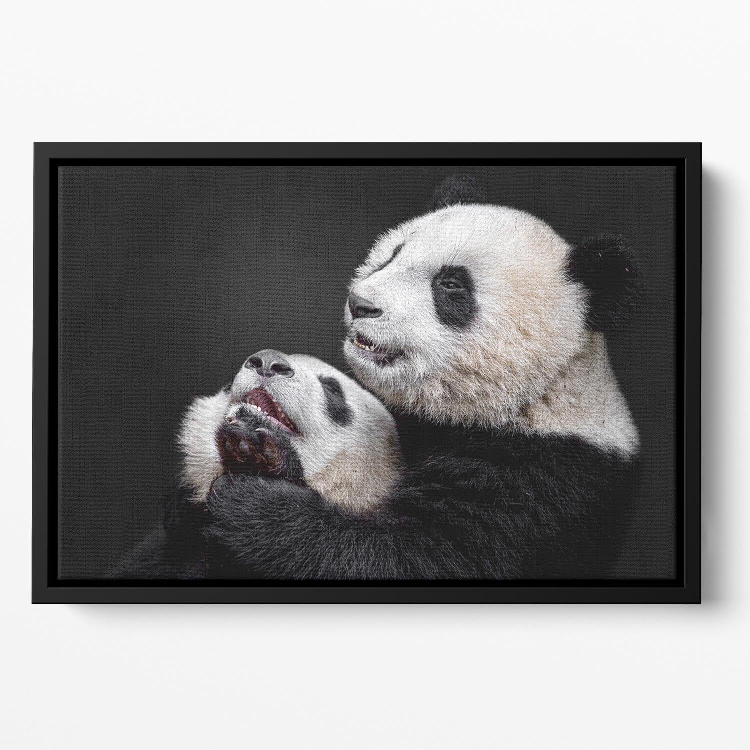 Pandas Playing Floating Framed Canvas - Canvas Art Rocks - 2
