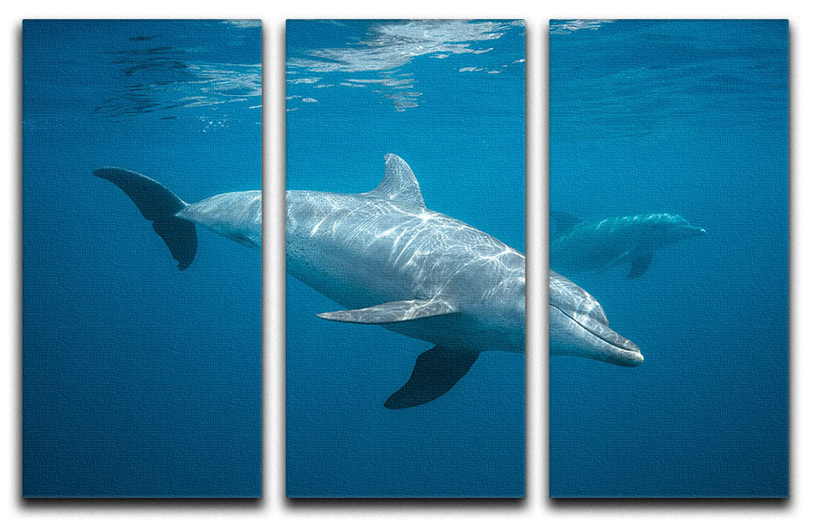Curious Dolphin 3 Split Panel Canvas Print - Canvas Art Rocks - 1