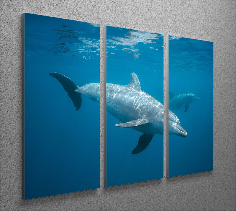 Curious Dolphin 3 Split Panel Canvas Print - Canvas Art Rocks - 2
