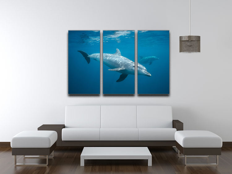 Curious Dolphin 3 Split Panel Canvas Print - Canvas Art Rocks - 3
