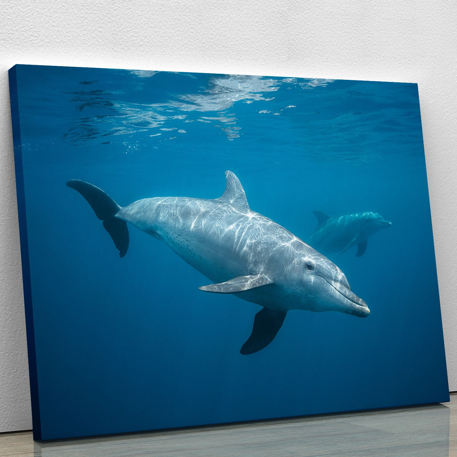 Curious Dolphin Canvas Print or Poster - Canvas Art Rocks - 1