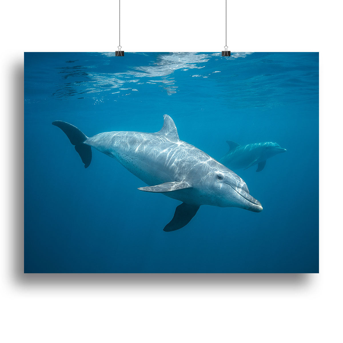 Curious Dolphin Canvas Print or Poster - Canvas Art Rocks - 2