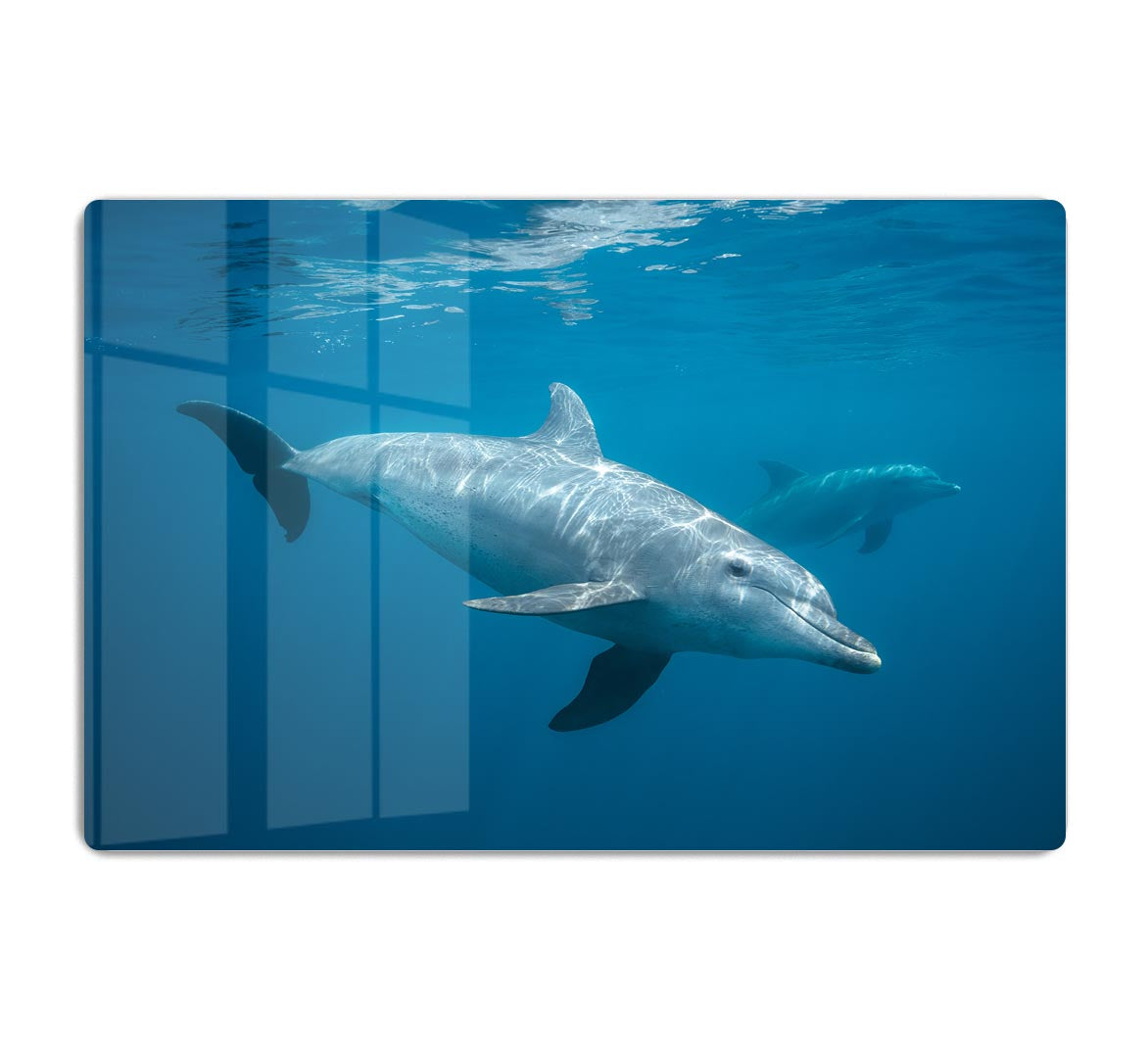 Curious Dolphin HD Metal Print - Canvas Art Rocks - 1