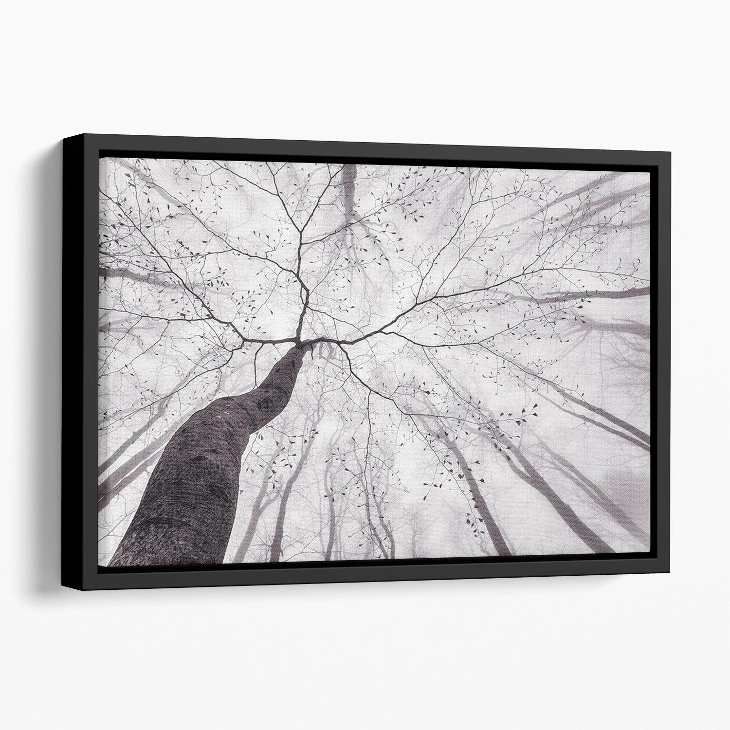 A View Of The Tree Crown Floating Framed Canvas - Canvas Art Rocks - 1