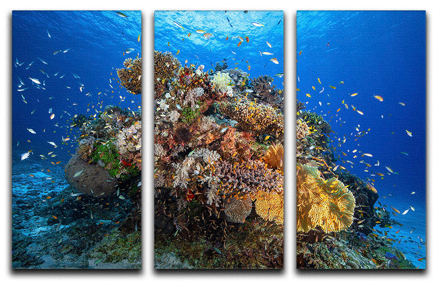 Underwater Biodiversity 3 Split Panel Canvas Print - Canvas Art Rocks - 1