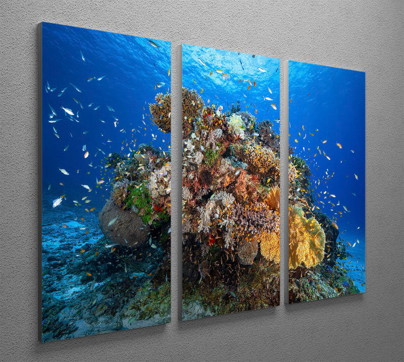 Underwater Biodiversity 3 Split Panel Canvas Print - Canvas Art Rocks - 2
