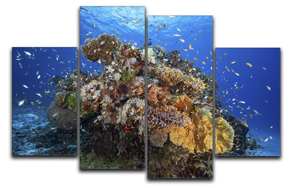 Underwater Biodiversity 4 Split Panel Canvas - Canvas Art Rocks - 1