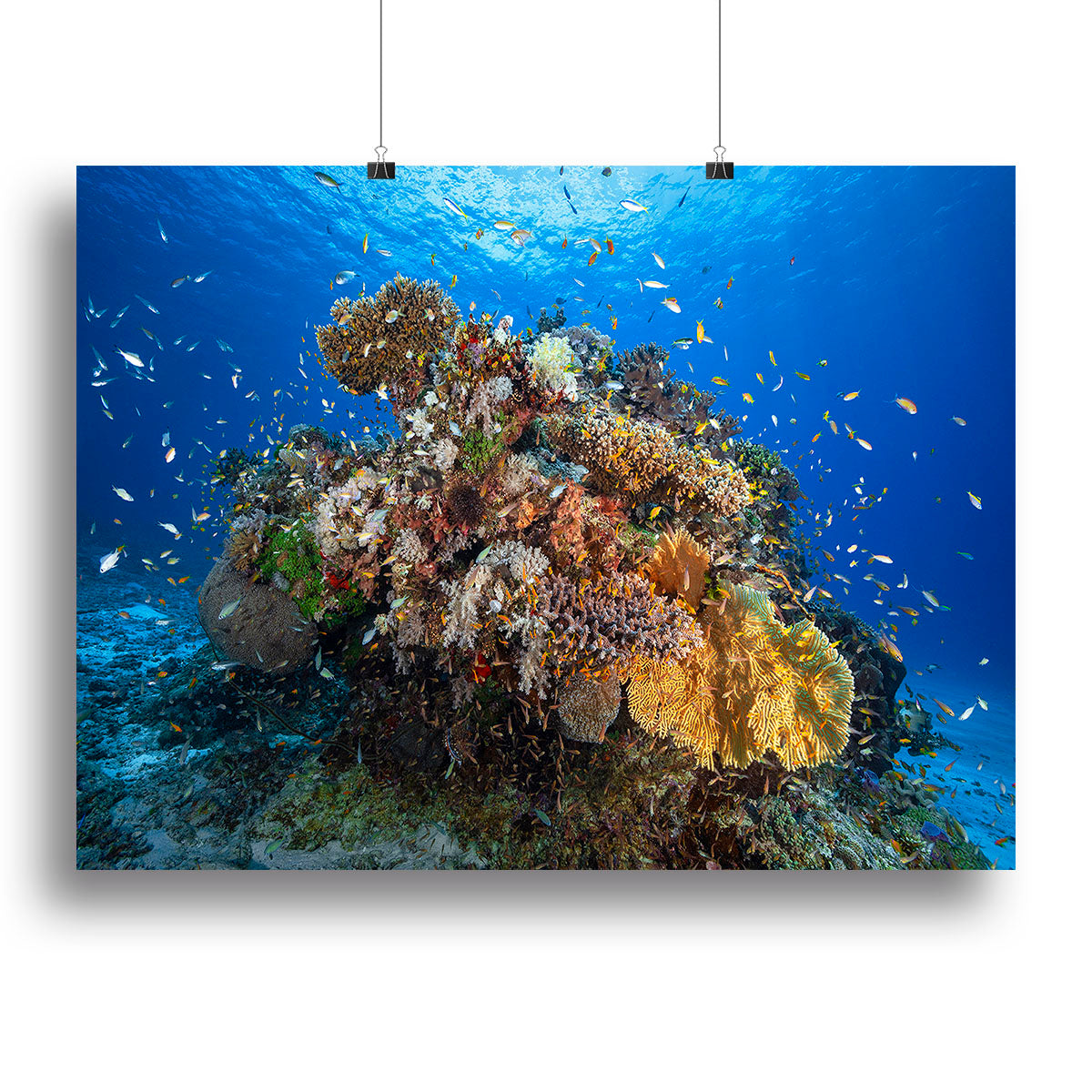 Underwater Biodiversity Canvas Print or Poster - Canvas Art Rocks - 2