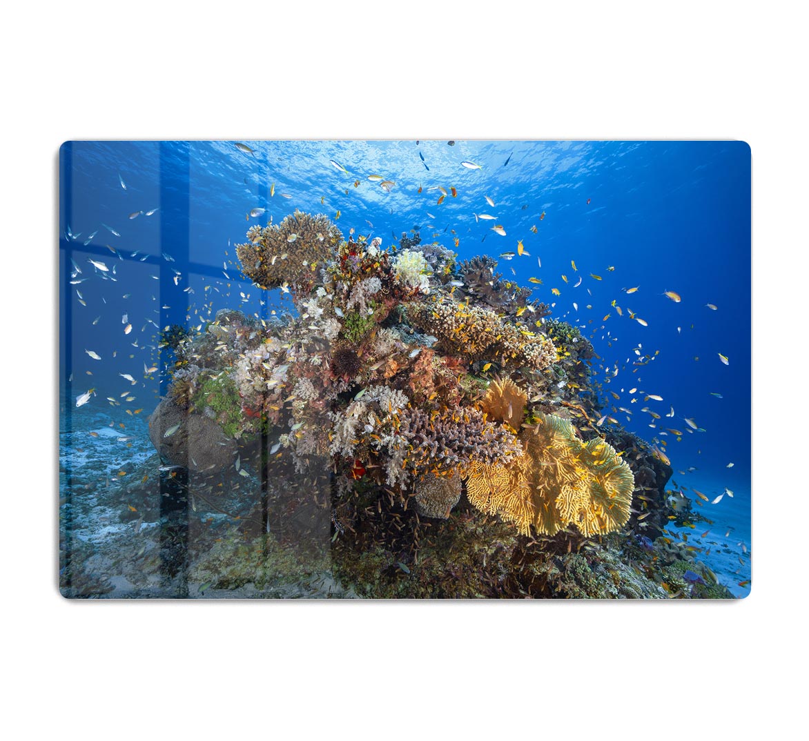 Underwater Biodiversity HD Metal Print - Canvas Art Rocks - 1