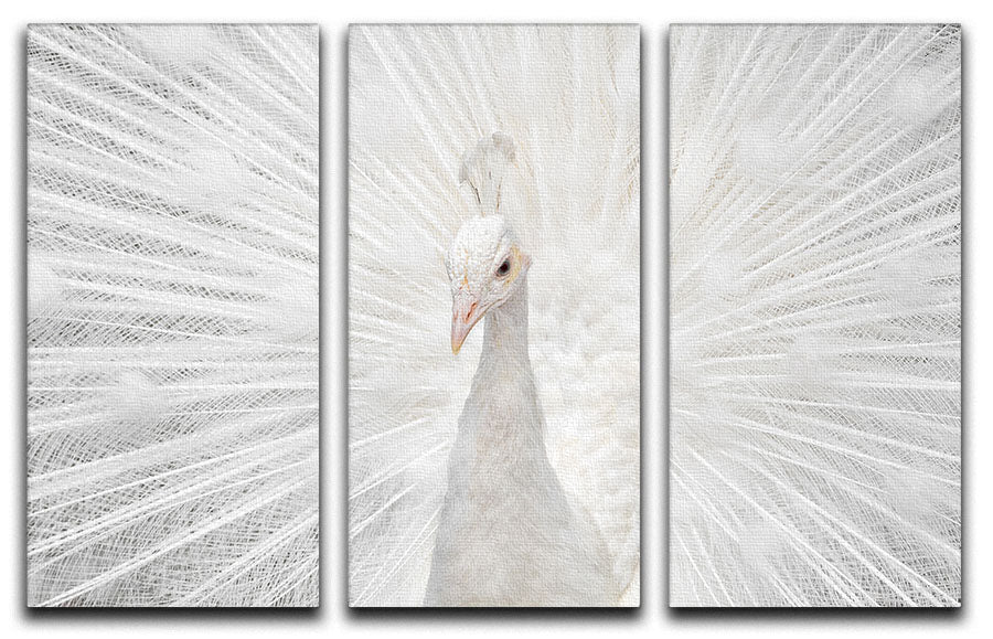 Splendid Whitie Peacock 3 Split Panel Canvas Print - Canvas Art Rocks - 1