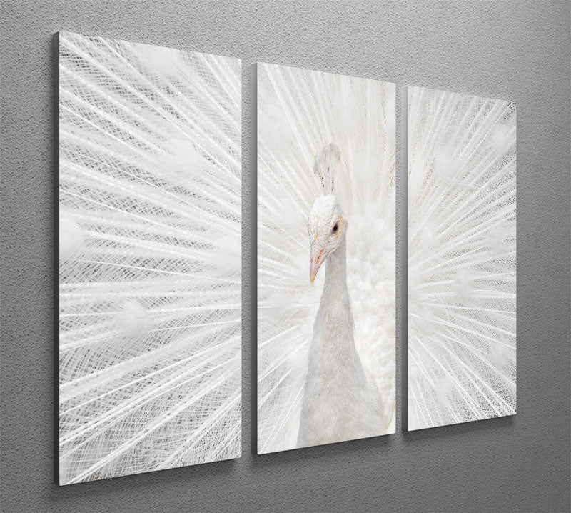 Splendid Whitie Peacock 3 Split Panel Canvas Print - Canvas Art Rocks - 2