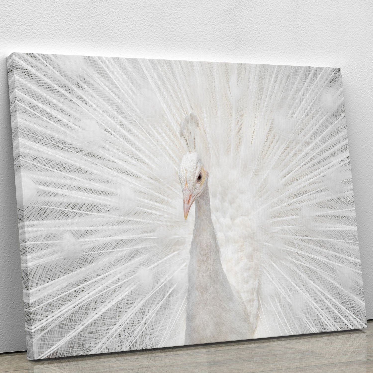 Splendid Whitie Peacock Canvas Print or Poster - Canvas Art Rocks - 1