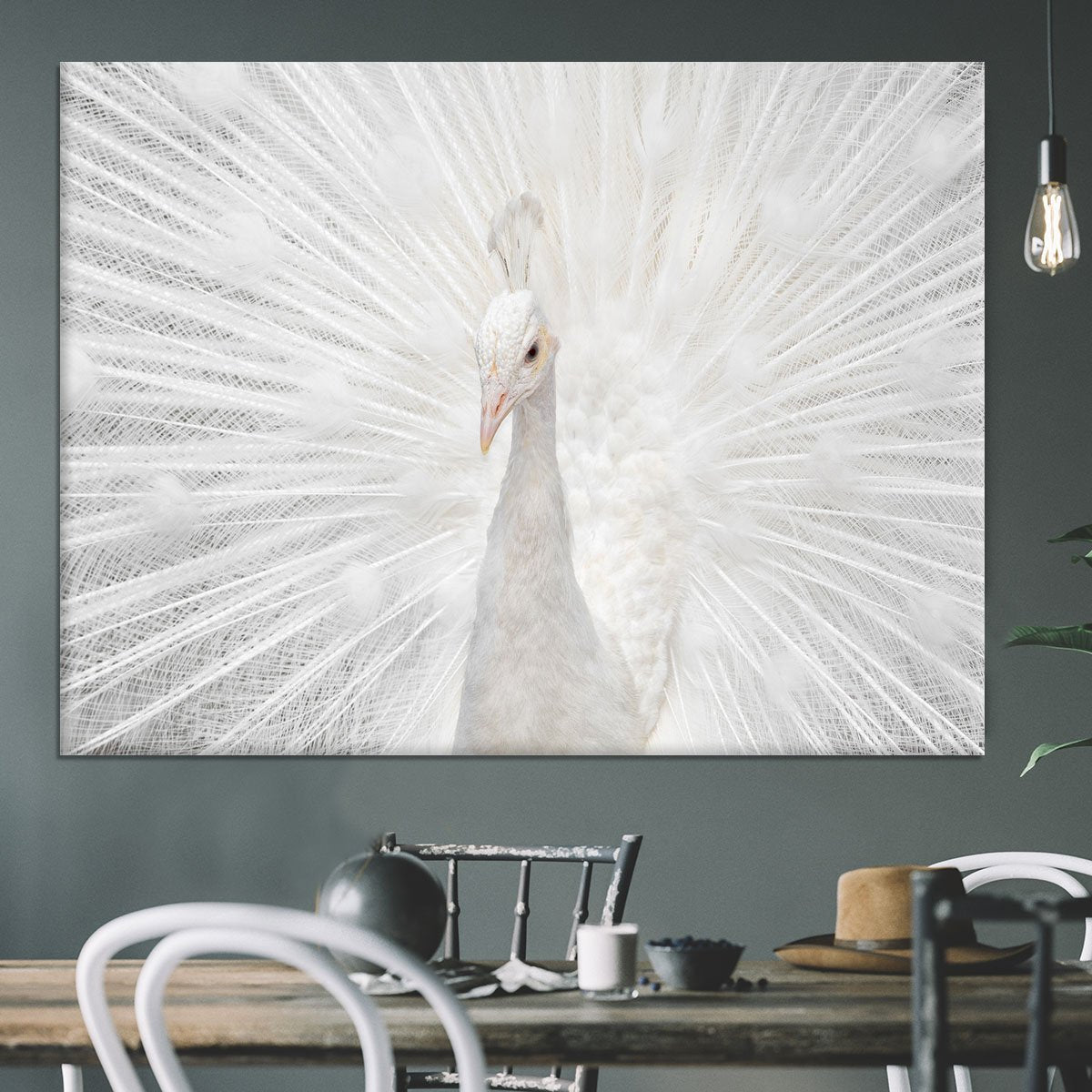 Splendid Whitie Peacock Canvas Print or Poster - Canvas Art Rocks - 3