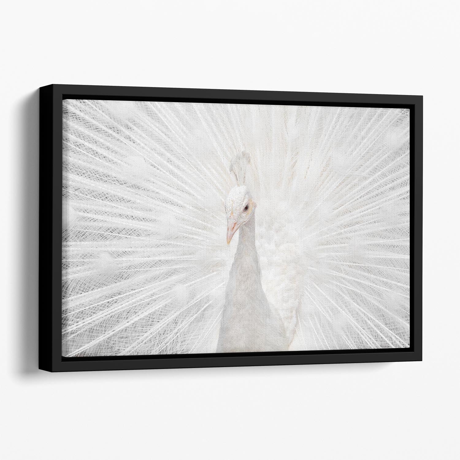 Splendid Whitie Peacock Floating Framed Canvas - Canvas Art Rocks - 1