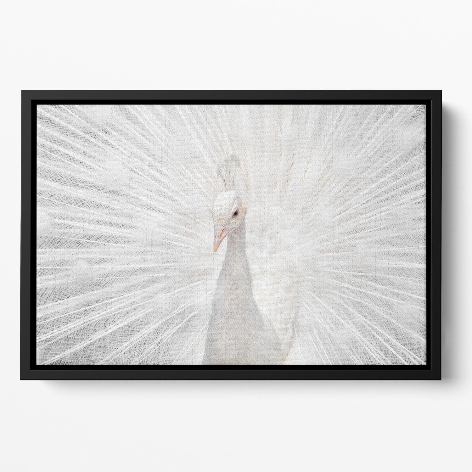 Splendid Whitie Peacock Floating Framed Canvas - Canvas Art Rocks - 2
